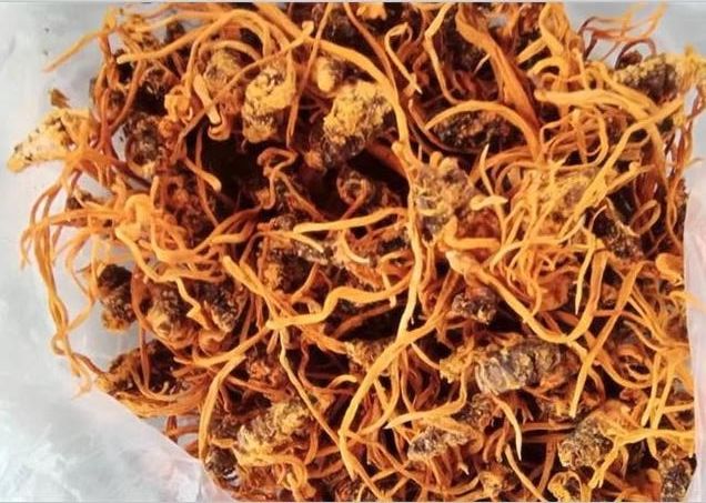 蟲(chóng)草不只有冬蟲(chóng)夏草一種，蛹蟲(chóng)草的這些作用并不遜色！